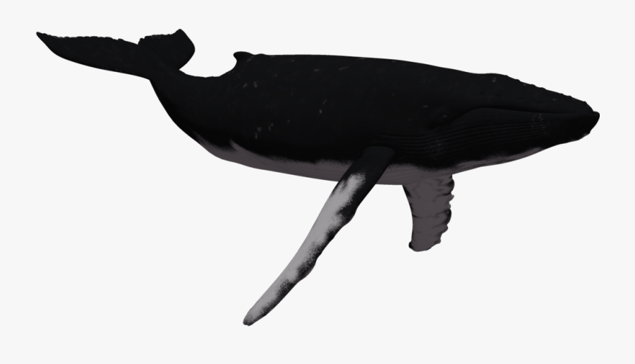 Humpback Whale Clipart Free Download Best Humpback - Silhouette Whale Clipart Transparent Background, Transparent Clipart