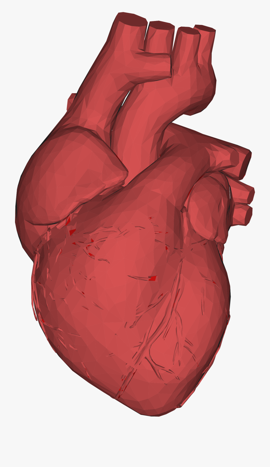 3d Computer Graphics Low Poly Heart Anatomy Thumb - Does A Heart Look Like, Transparent Clipart