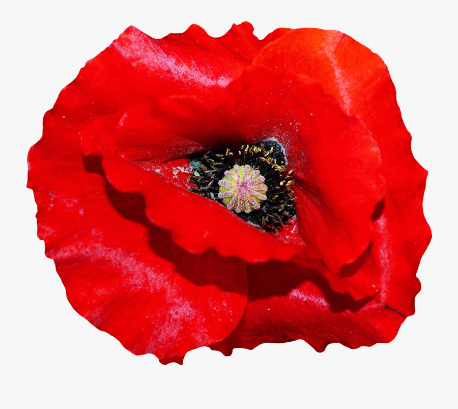 Clip Art Pictures Of Red Poppy Flowers - Transparent Poppy Png, Transparent Clipart