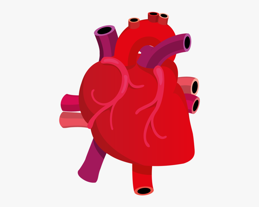 Free Free Anatomical Heart Svg Free 576 SVG PNG EPS DXF File
