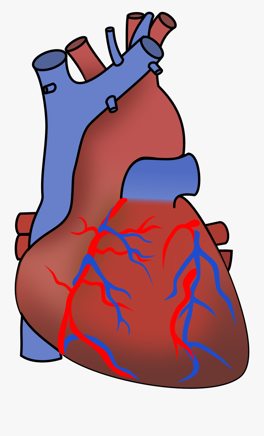 Human Heart - Human Heart Clipart Transparent Background, Transparent Clipart