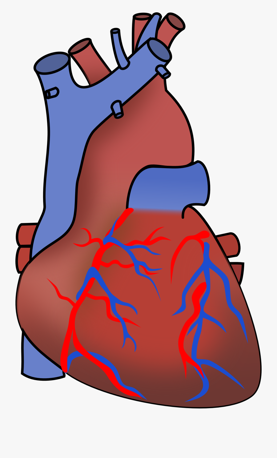 Human Heart Human Heart Clipart Transparent Background Free Transparent Clipart Clipartkey