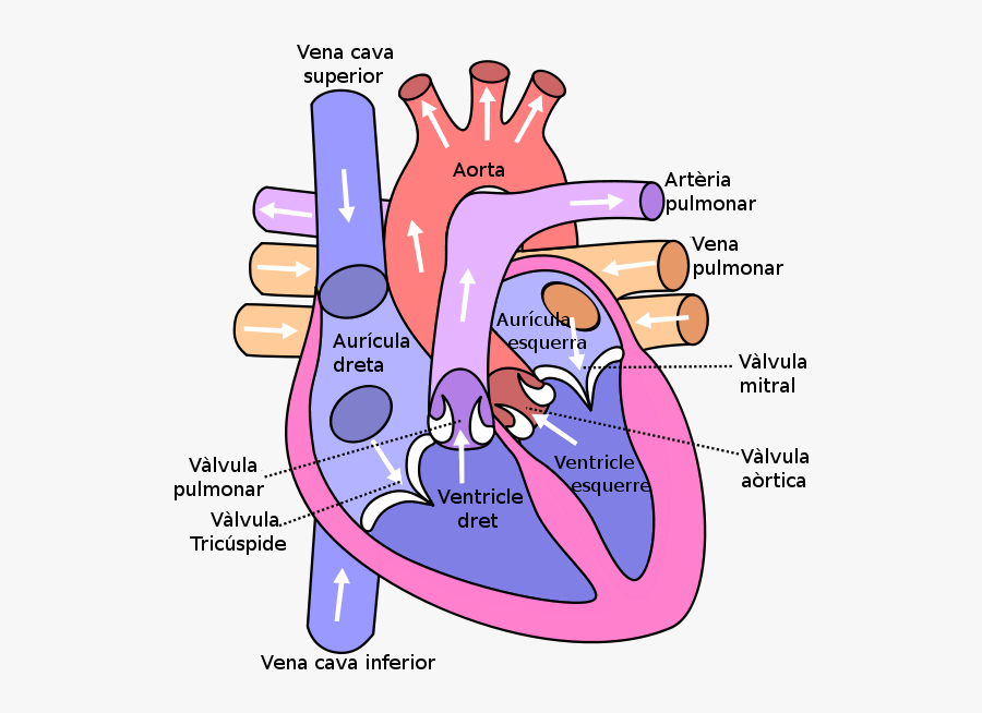 Page 2 For Query Human Heart Sketch Diagram - Structures Of A Heart, Transparent Clipart