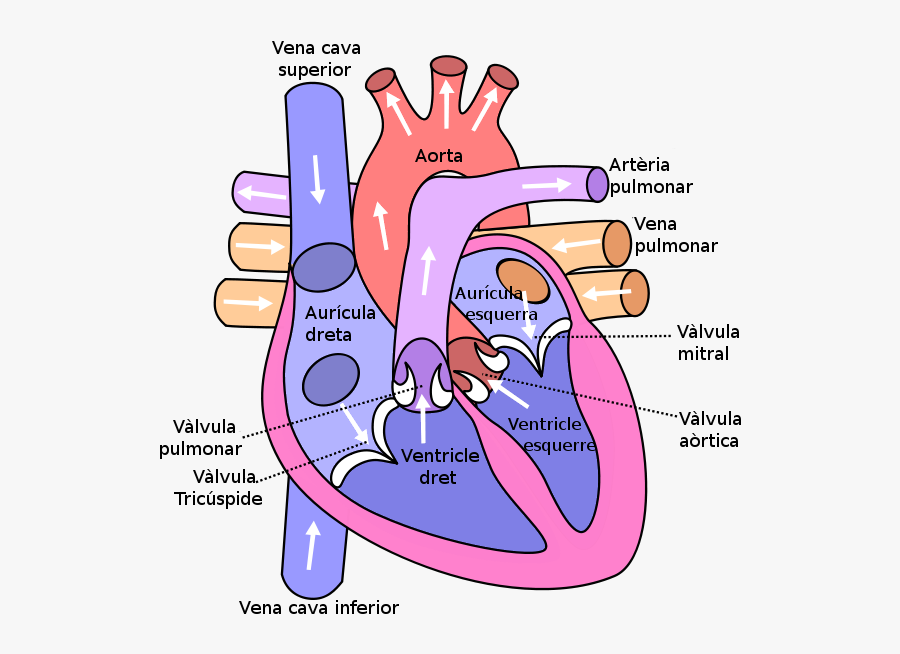 basic human heart drawing