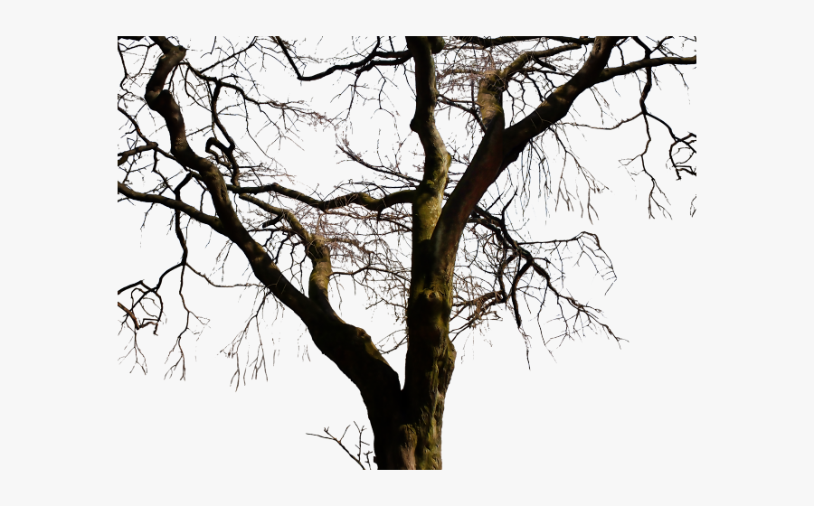 Transparent Bare Trees Clipart - Dead Tree Png, Transparent Clipart
