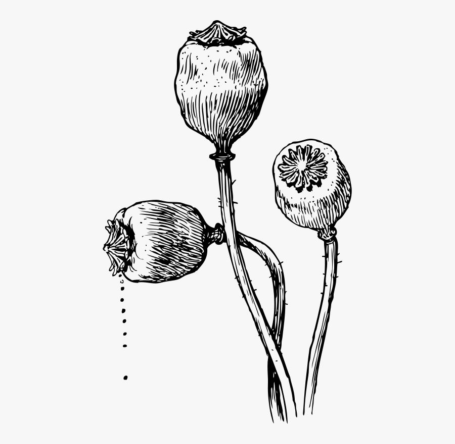 Poppy Heads - Opium Poppy Plant Drawing, Transparent Clipart