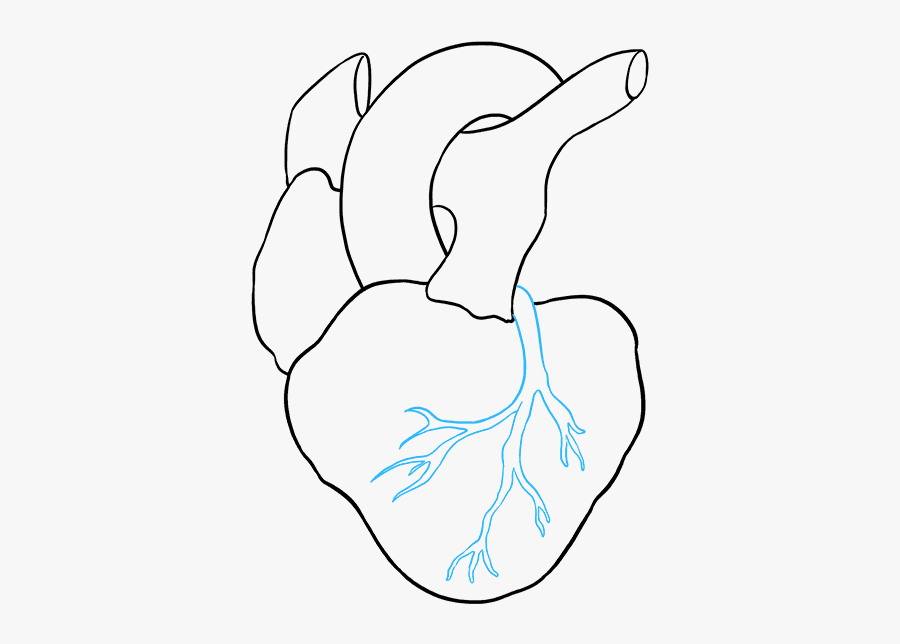 Clip Art How To Draw A - Real Heart Simple Drawing, Transparent Clipart