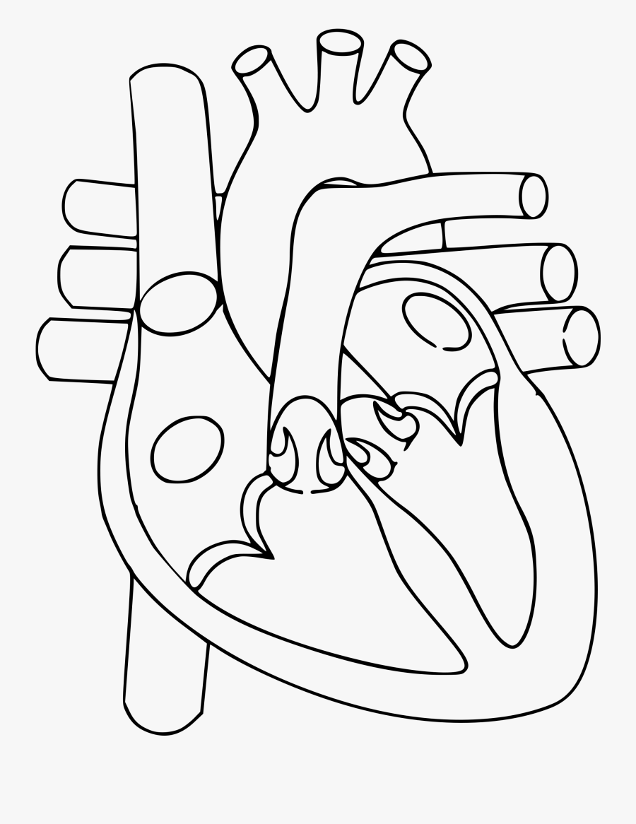 Svg Transparent Stock Human Heart Clipart Black And - Circulatory System Heart Drawing, Transparent Clipart