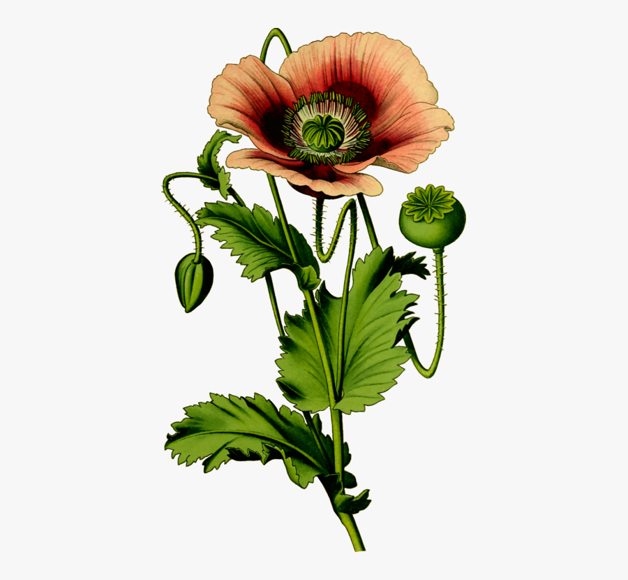 Plant,flower,petal - Opium Poppy Plant Vector, Transparent Clipart