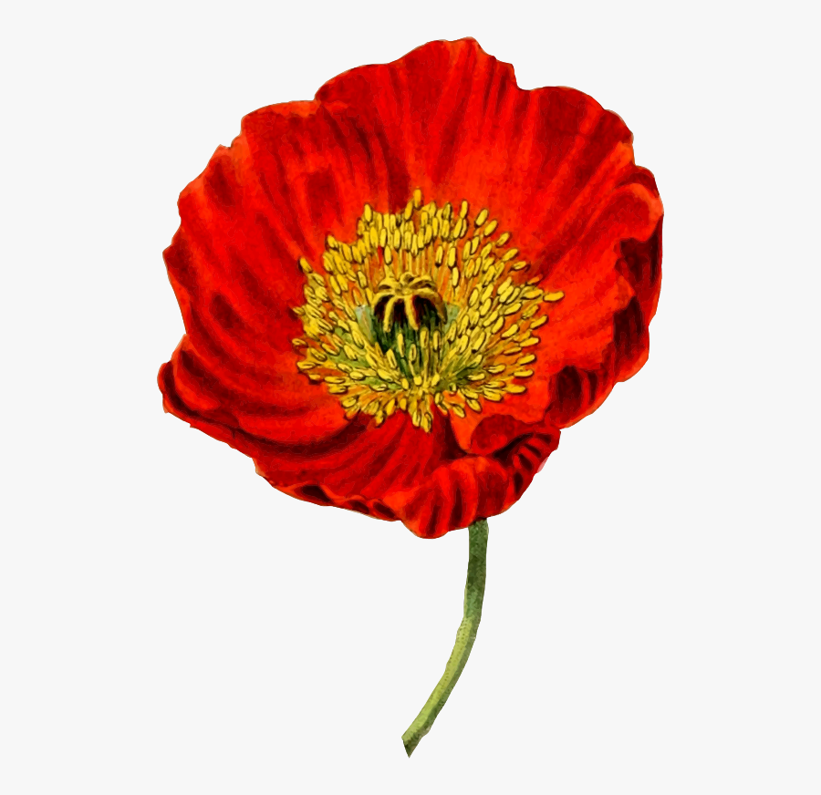 Transparent Poppies Png - Opium Poppy Transparent Background, Transparent Clipart