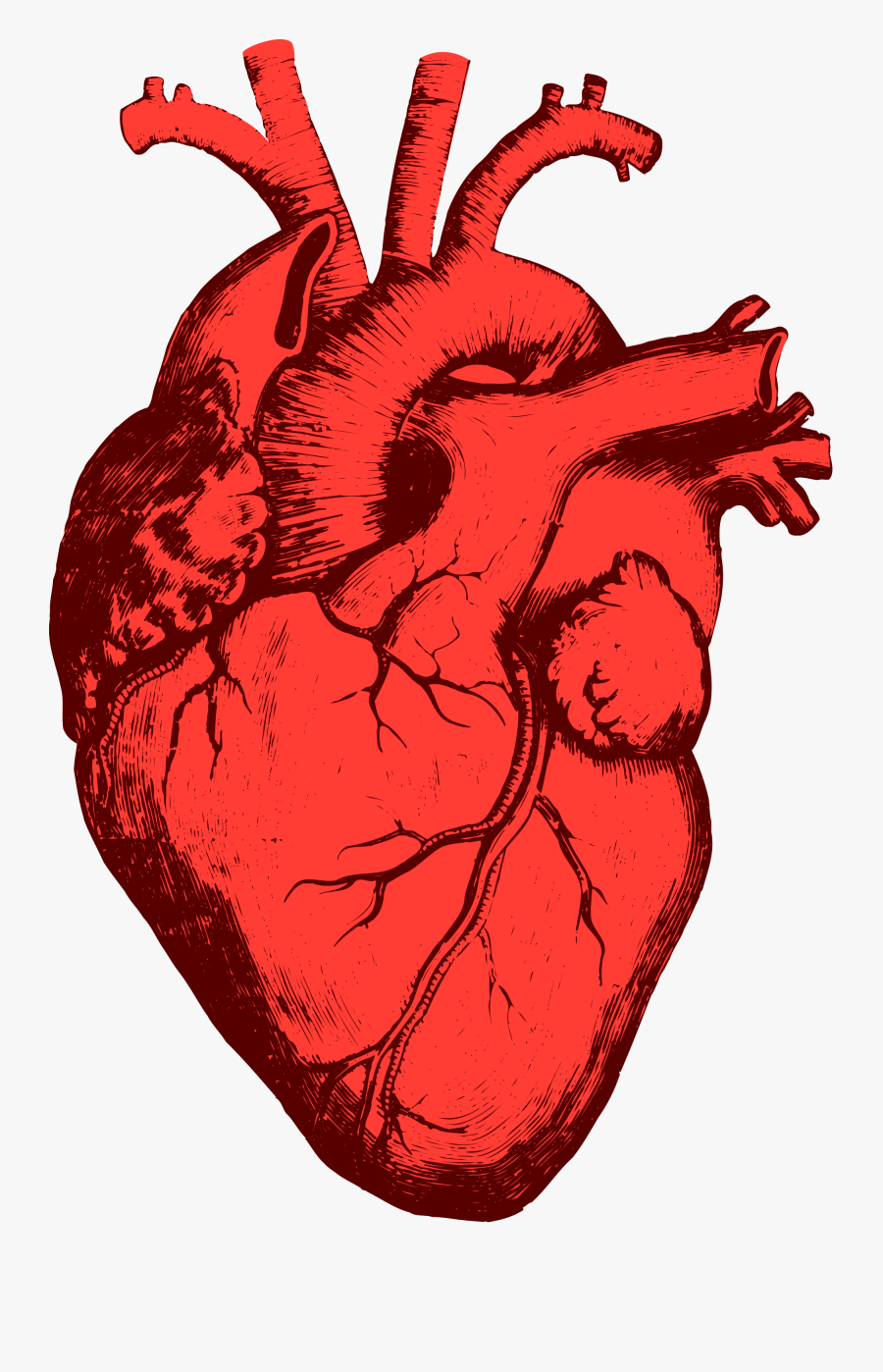 Ekg Drawing Anatomical Heart Transparent Png Clipart - Heart Shape In Our Body, Transparent Clipart