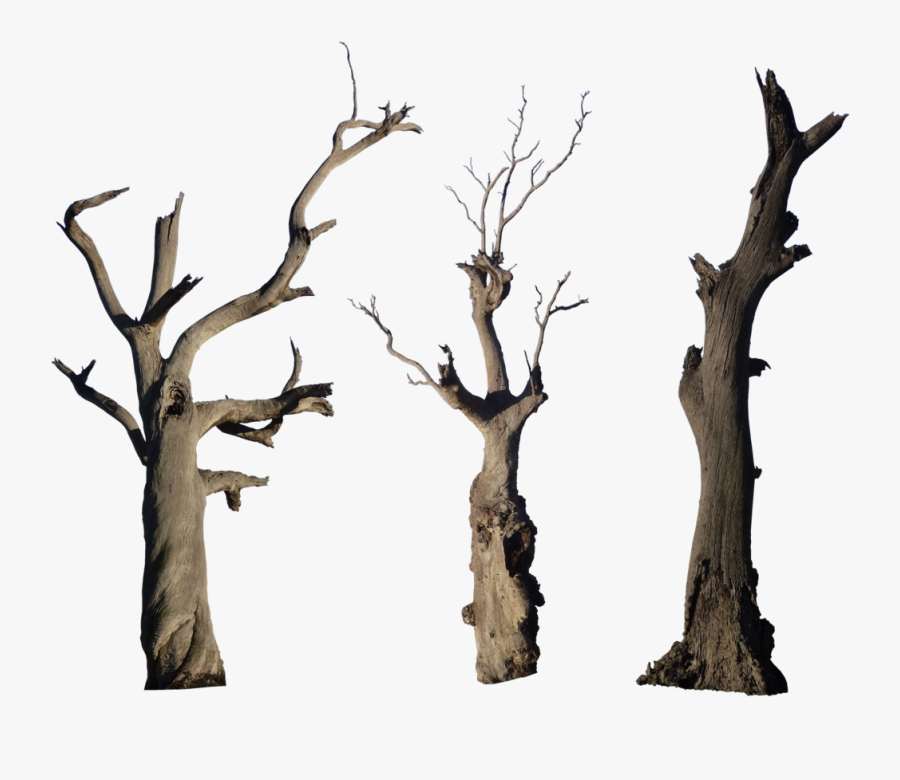 Dead Tree Pack - Dry Tree Trunk Png, Transparent Clipart