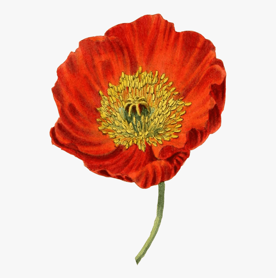 Red Poppy Transparent Png - Poppy Transparent Background, Transparent Clipart