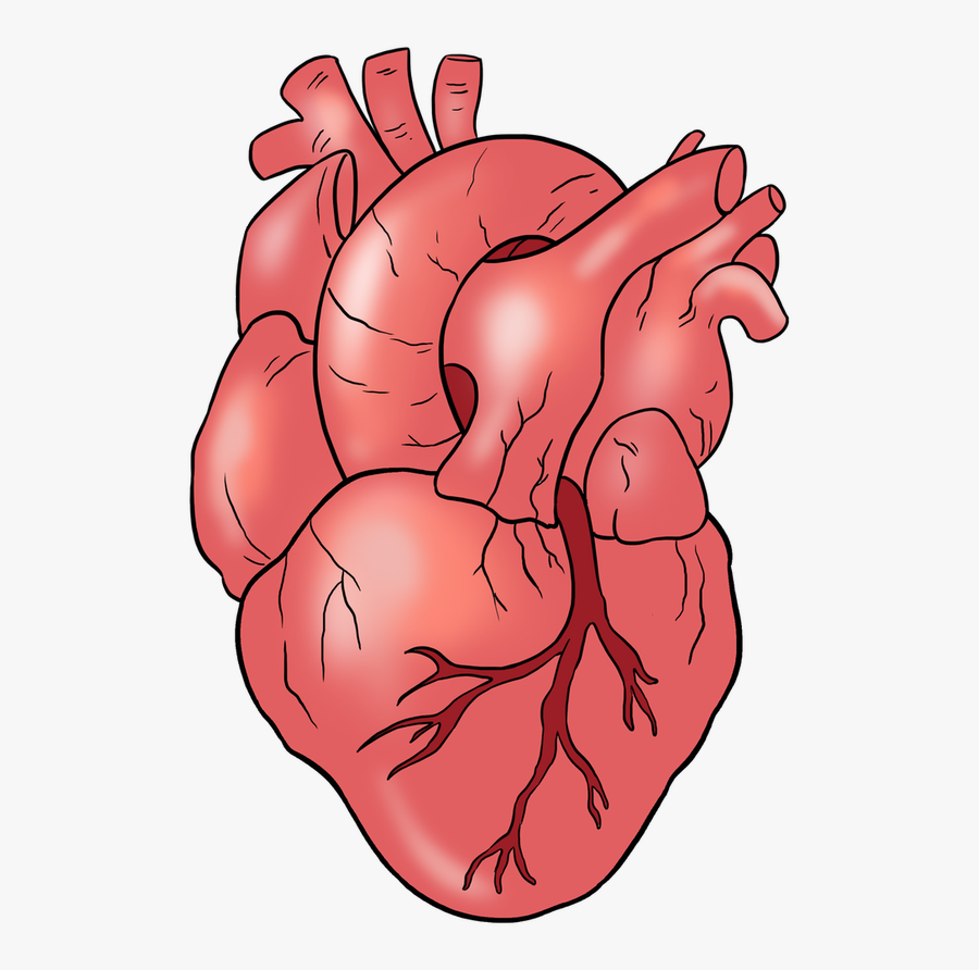 Realistic Heart Drawings Step By Step, Transparent Clipart