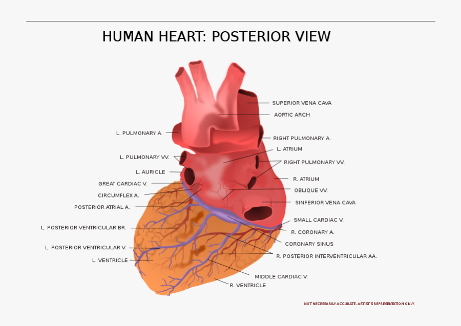 Human Heart Posterior View - Parts Of The Heart Posterior View, Transparent Clipart