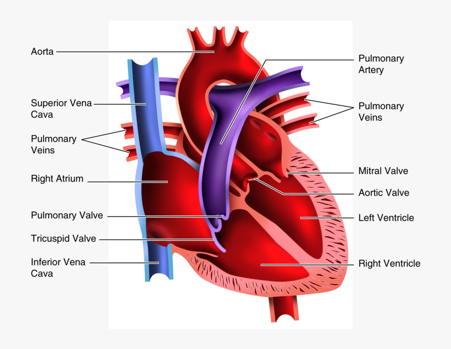 Human Heart Clipart Blood Flow - Four Chambered Heart, Transparent Clipart