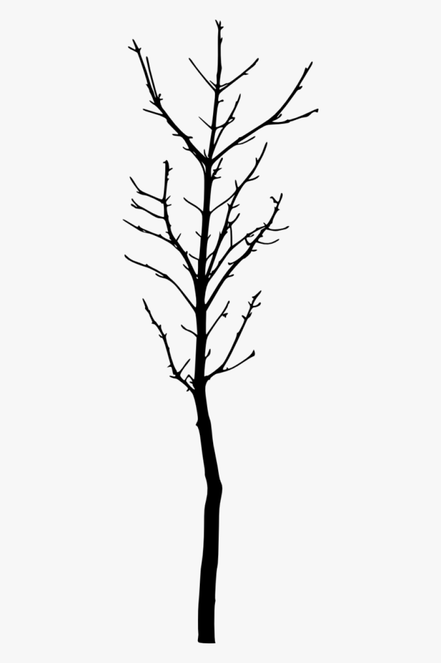 Twig, Transparent Clipart