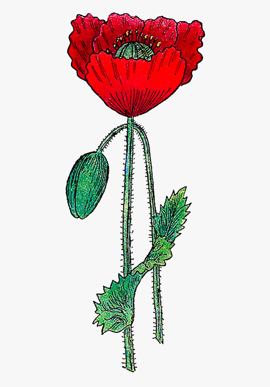 Poppy Clip Art Free, Transparent Clipart