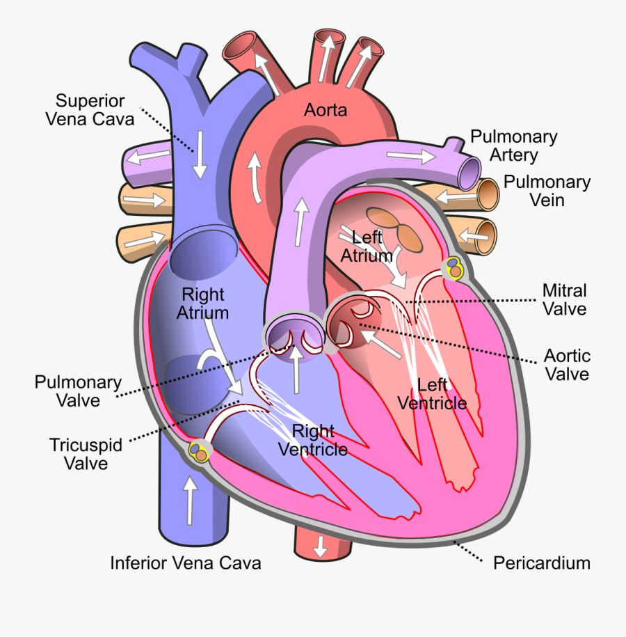 Athletic Syndrome Wikipedia - Human Heart Diagram, Transparent Clipart
