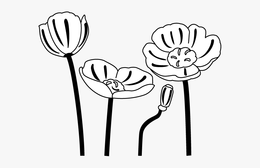 Transparent Poppy Clipart - Poppy Flower Clipart Black And White, Transparent Clipart
