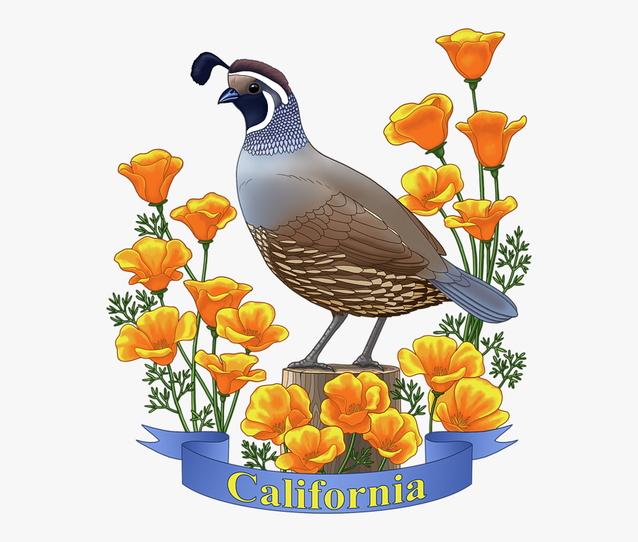 Quail Clipart Symbol California - Color Is The State Bird, Transparent Clipart