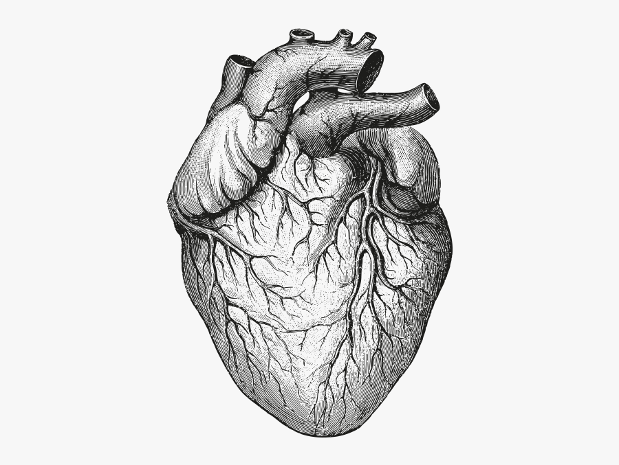 Clip Art Human Heart Sketches - Human Heart, Transparent Clipart