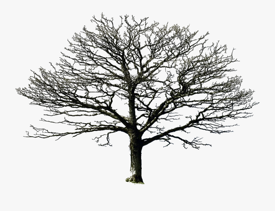 Transparent Pine Trees Clipart Black And White - Dry Tree Png Hd, Transparent Clipart