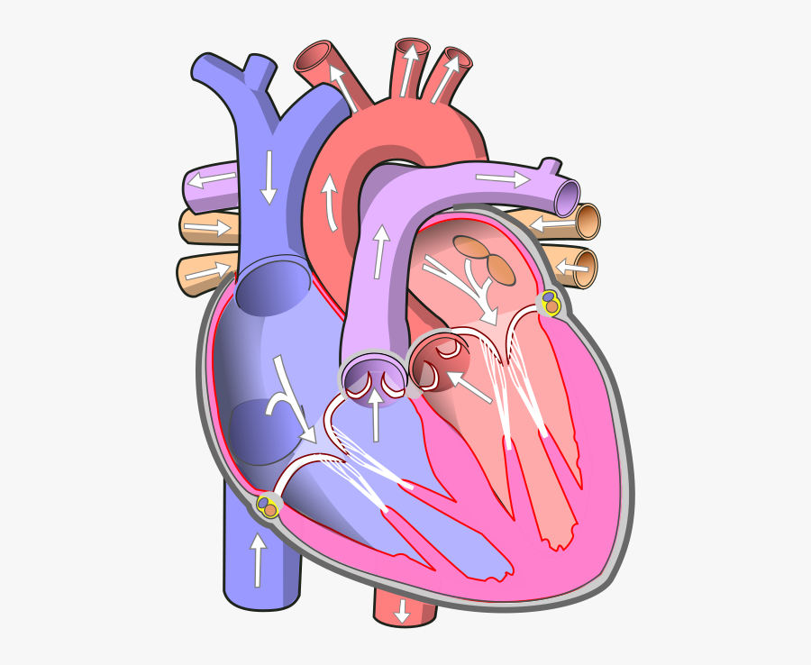 Diadtocsucmoi Human Heart Diagram With Labels Rh Fareddiadtocsucmoi - Human Heart Without Labels, Transparent Clipart