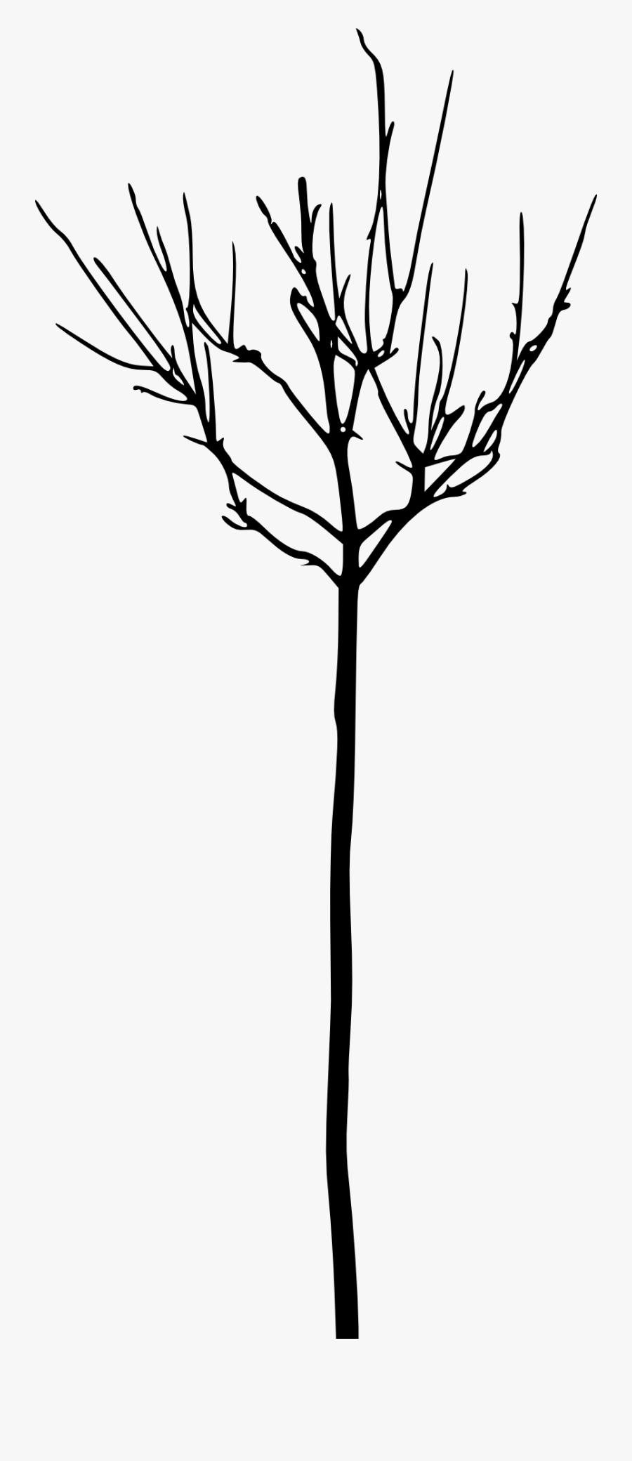Leafless Tree Branch Transparent, Transparent Clipart