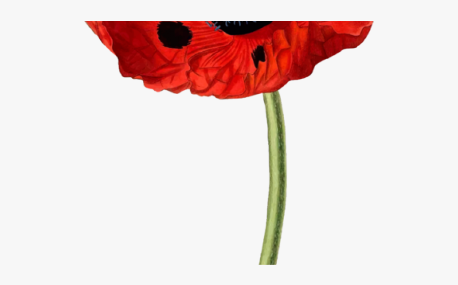 Papaver Bracteatum, Transparent Clipart