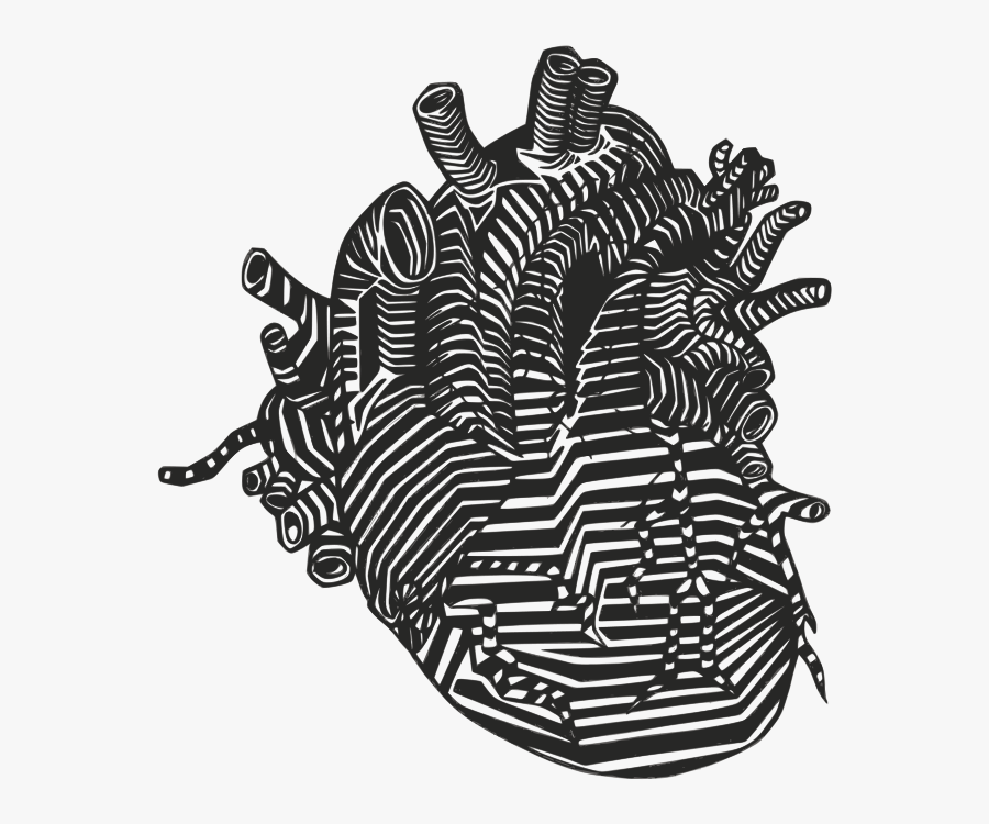 Heart, Veins, Arteries, Anatomy, Blood Flow - Real Heart Vector Png, Transparent Clipart