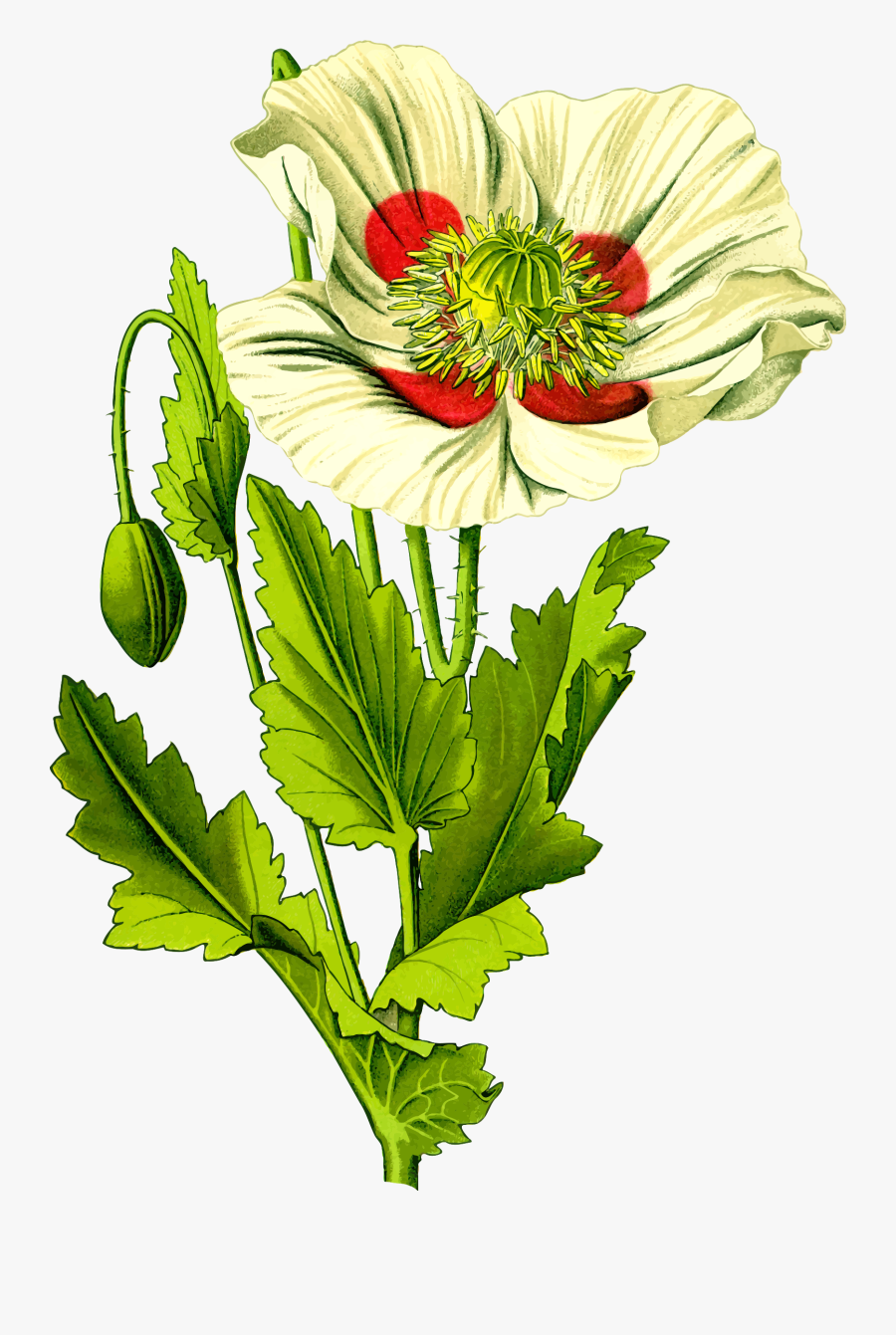 Chrysanths,plant,flower - Opium Poppy Plant Png, Transparent Clipart