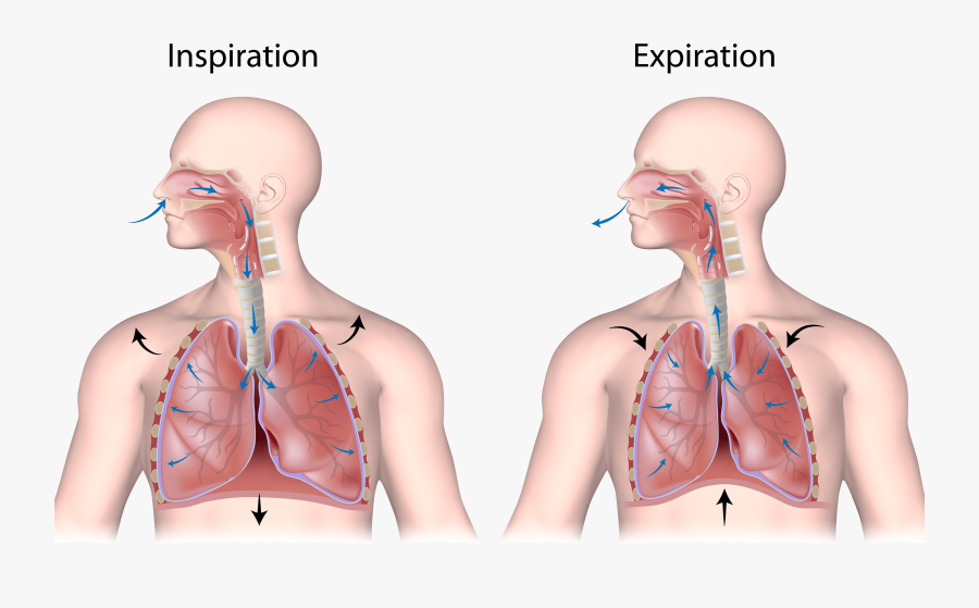Hd Breathing - Nose And Mouth Breathing, Transparent Clipart