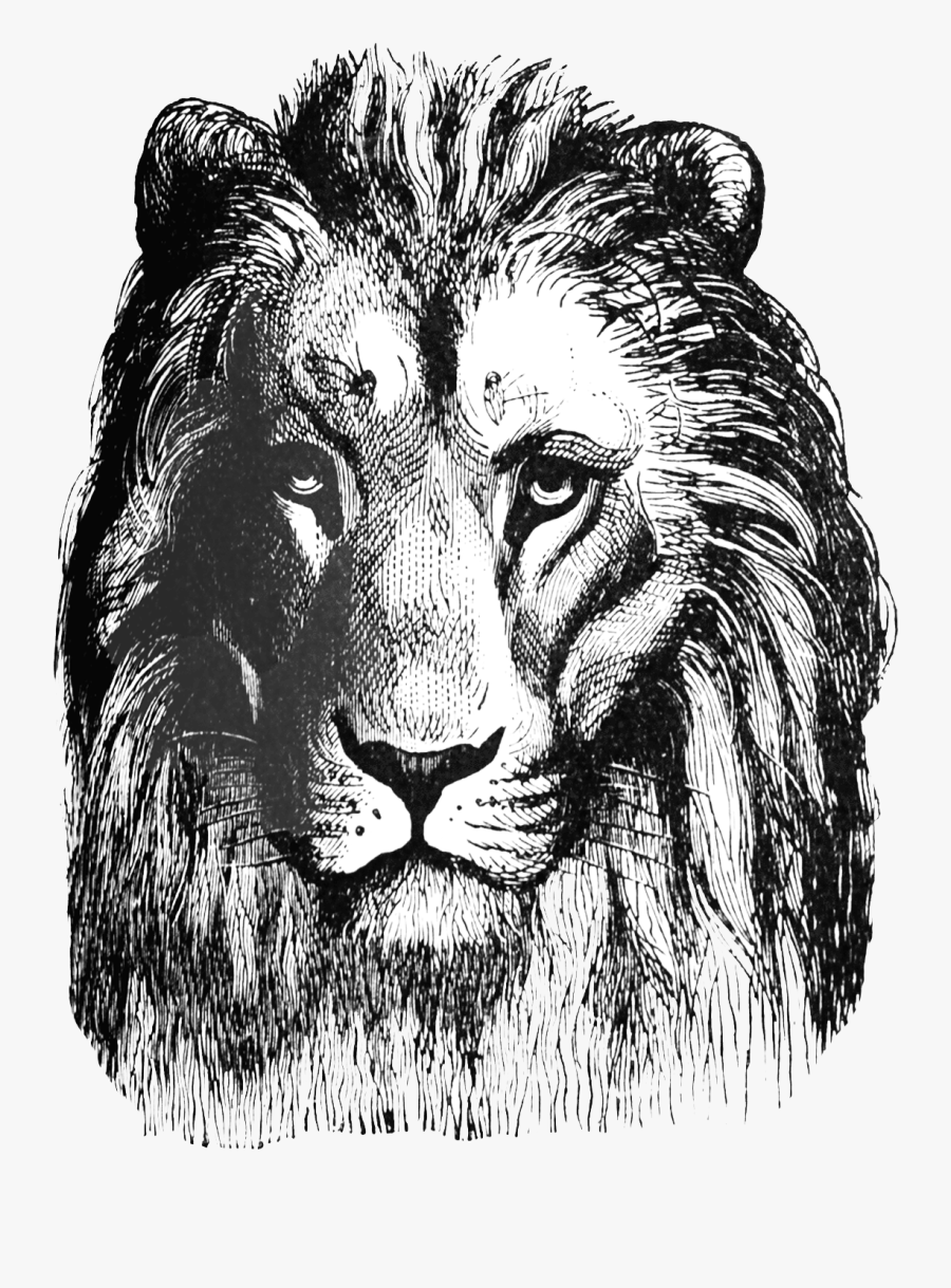 Lion Head Clipart - Lion Stamp Png, Transparent Clipart