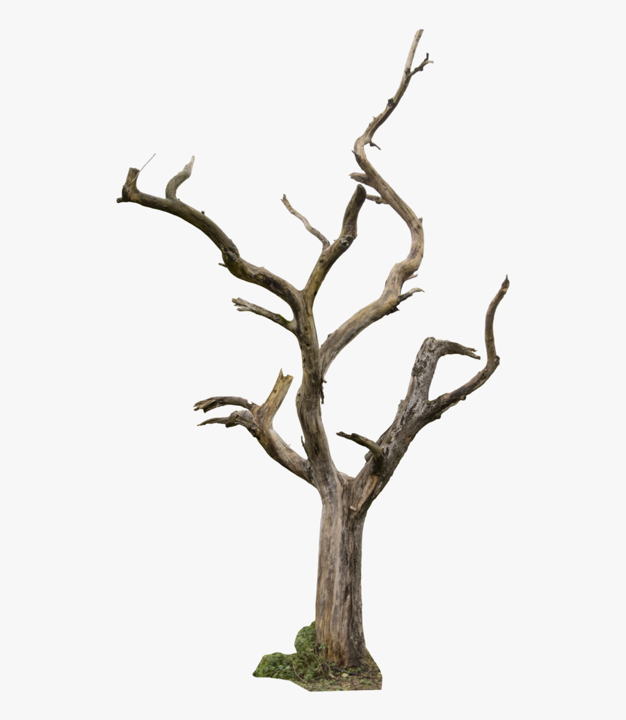 Dead Tree - Dry Tree Png Hd, Transparent Clipart