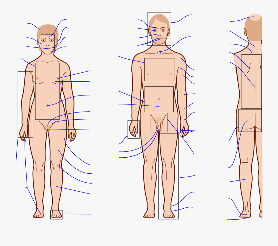 Clip Art File Features With Labels - Human Body With Blank Labels, Transparent Clipart