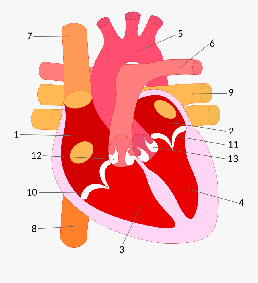 Human Heart * Corazón Humano - Flujo De La Sangre En El Corazon Sin Nombres, Transparent Clipart