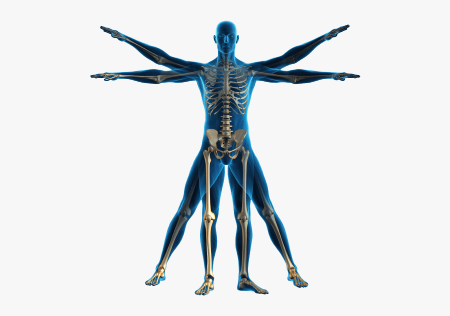 Human Body Png, Transparent Clipart