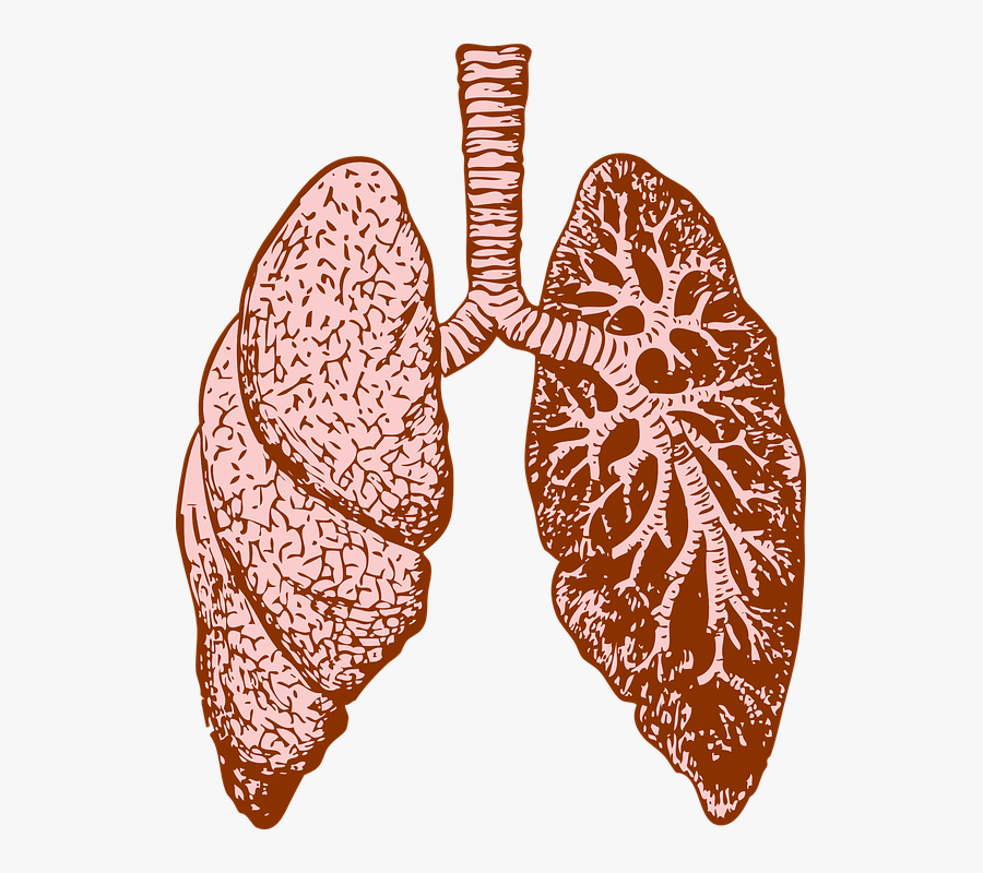 Lungs, Organ, Human, Diagram, Medicine, Biology - Fractales En El Cuerpo Humano, Transparent Clipart