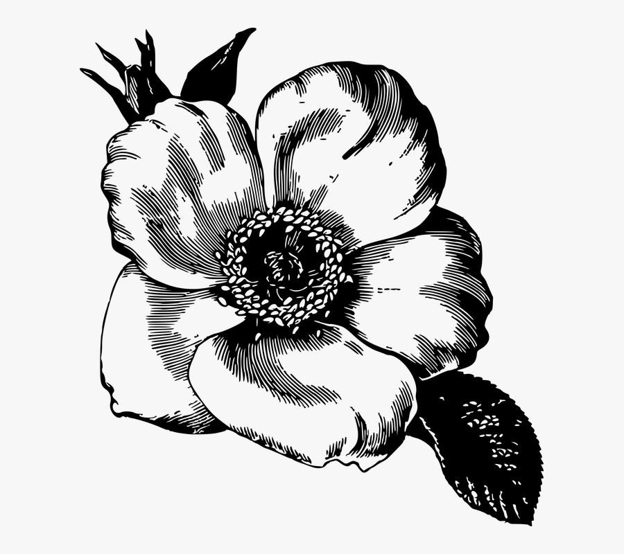 Black And White,flower,monochrome Family,magnolia,graphics - Black And White Pretty Flower, Transparent Clipart
