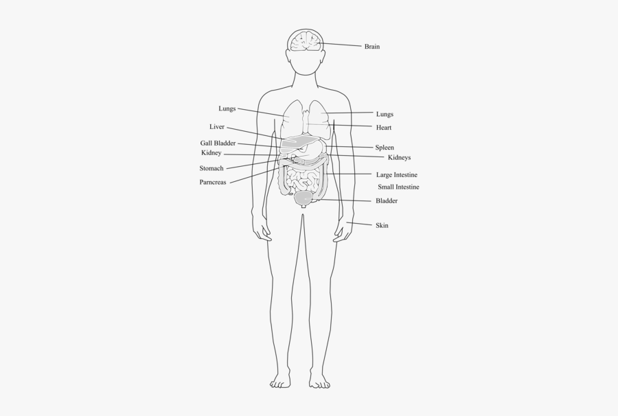 Back,figure Drawing,human - Human Body Organs Clipart, Transparent Clipart
