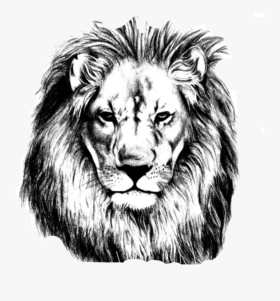 Sketch Lions Head Transprent Png - Realistic Lion Face Drawing, Transparent Clipart