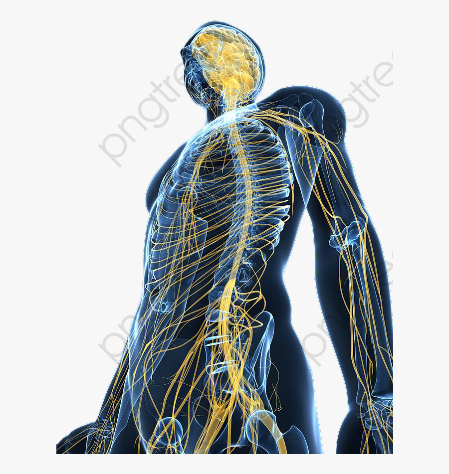 Spinal brain. Нервная система. Нервный. Нервная система человека. Нервы человека.