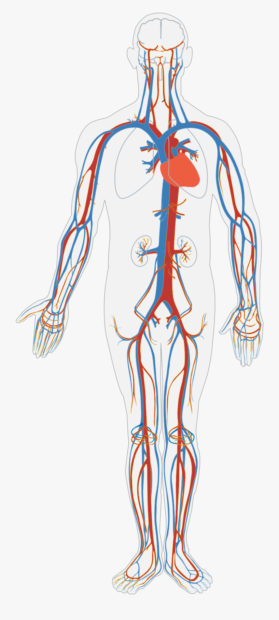By Pooja Sashital [infographic] Graphic - Blood Flow And Gas Exchange, Transparent Clipart