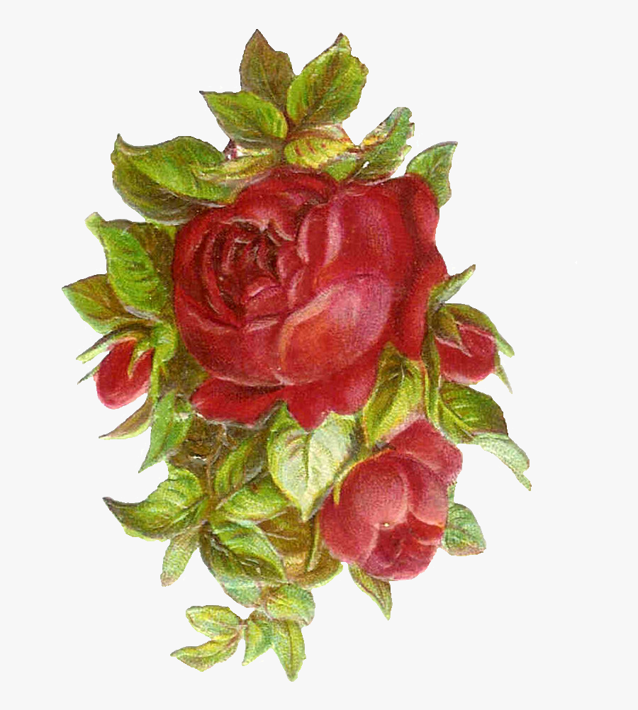 Poppy Clipart Vintage - Free Printable Clipart Vintage, Transparent Clipart