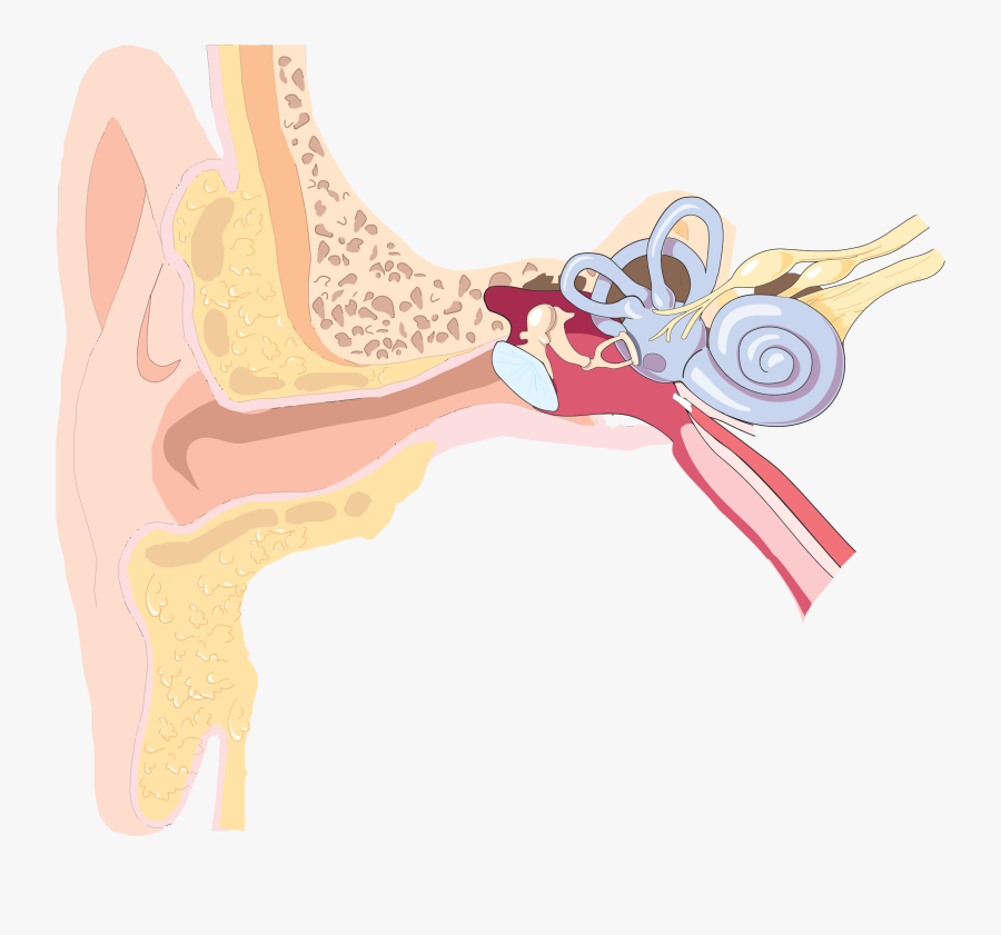 Shoulder,human Body,neck - Ear Diagram Clip Art, Transparent Clipart