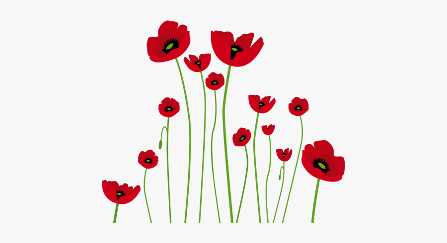 Opium Poppy Drawing, Transparent Clipart