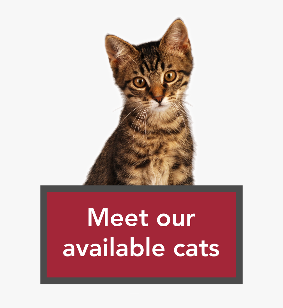 Humane Society Cats Up For Adoption , Free Transparent Clipart ClipartKey