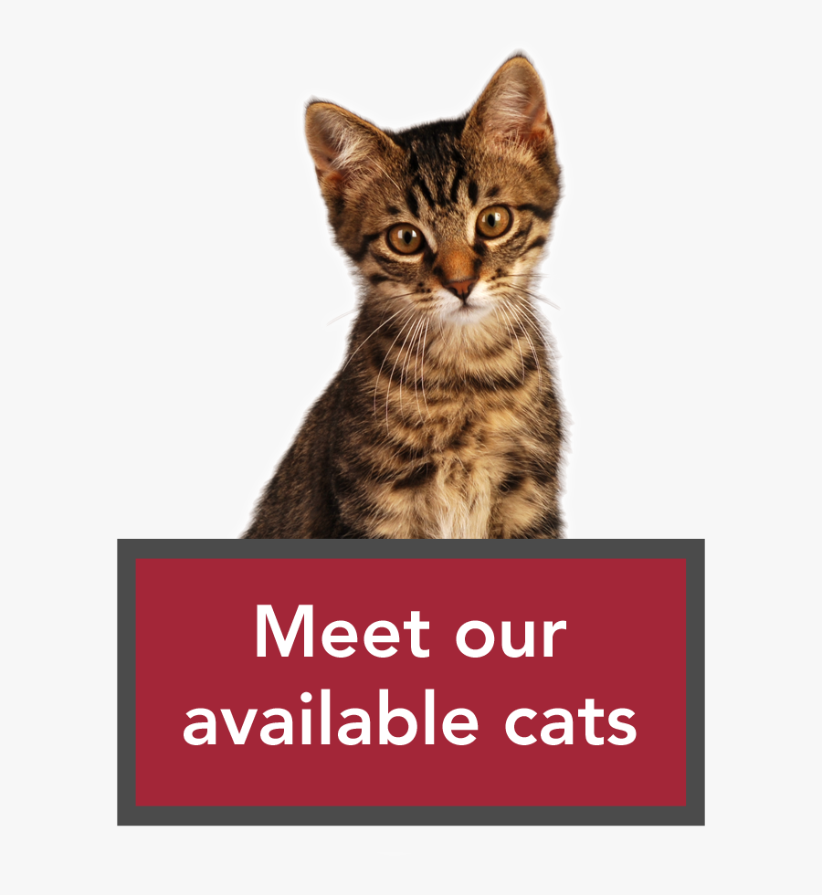 Humane Society Cats Up For Adoption, Transparent Clipart