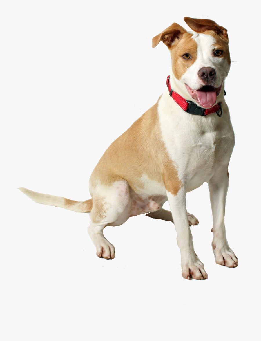 American Pit Bull Terrier, Transparent Clipart